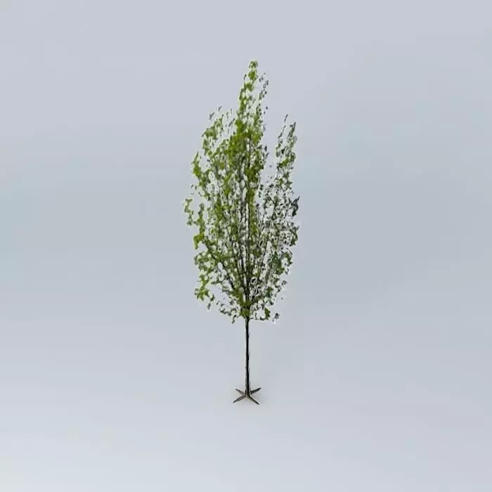 Italian poplar Free 3D model