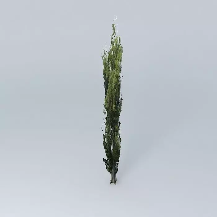Black Poplar Tree 02 Free 3D model