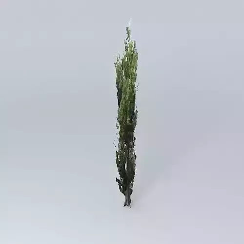 Black Poplar Tree 02