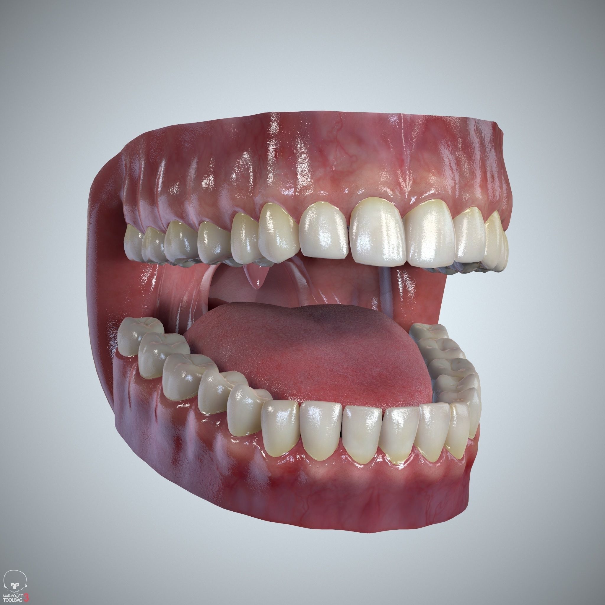 Teeth and Tongue Set Low-poly 3D model_2