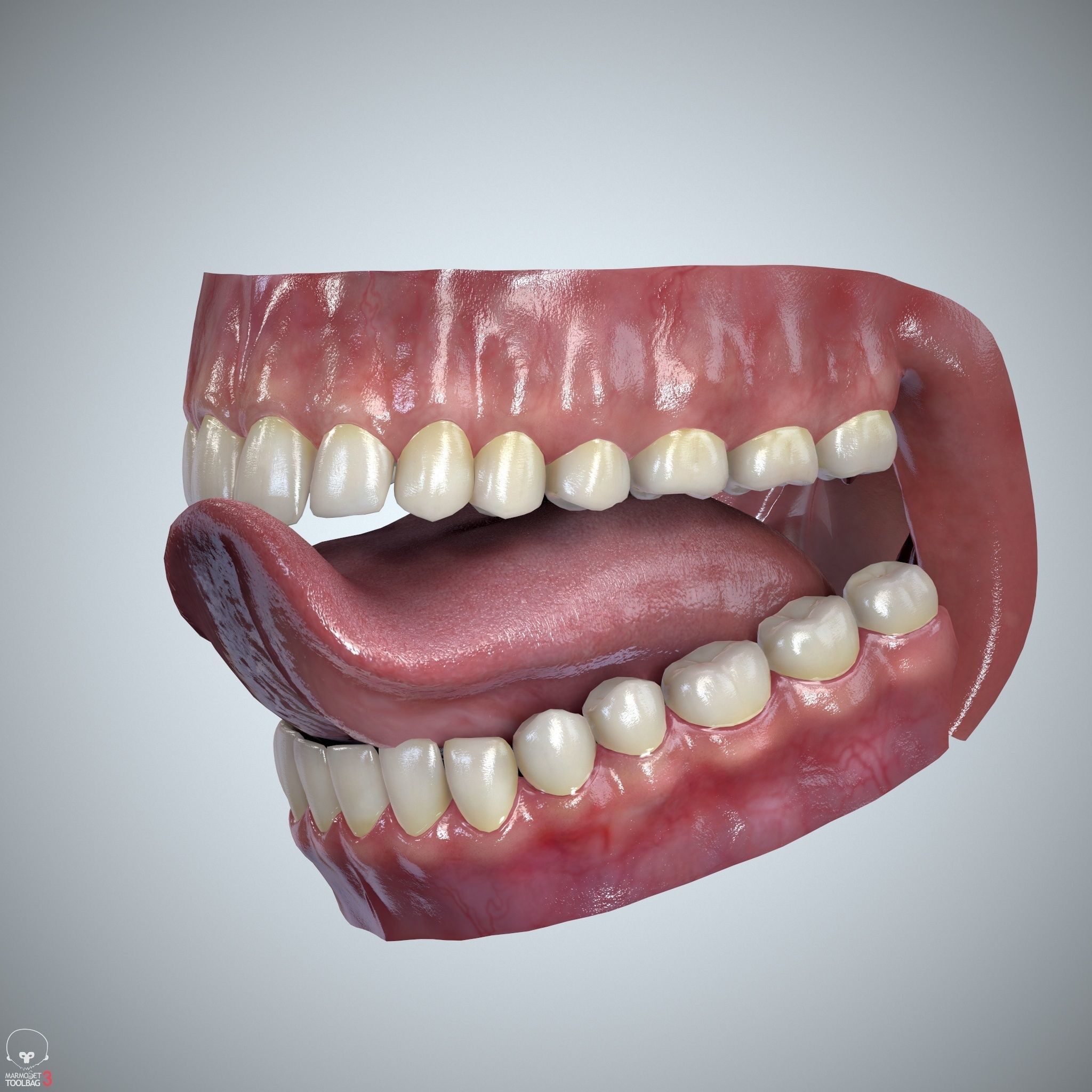 Teeth and Tongue Set Low-poly 3D model_28