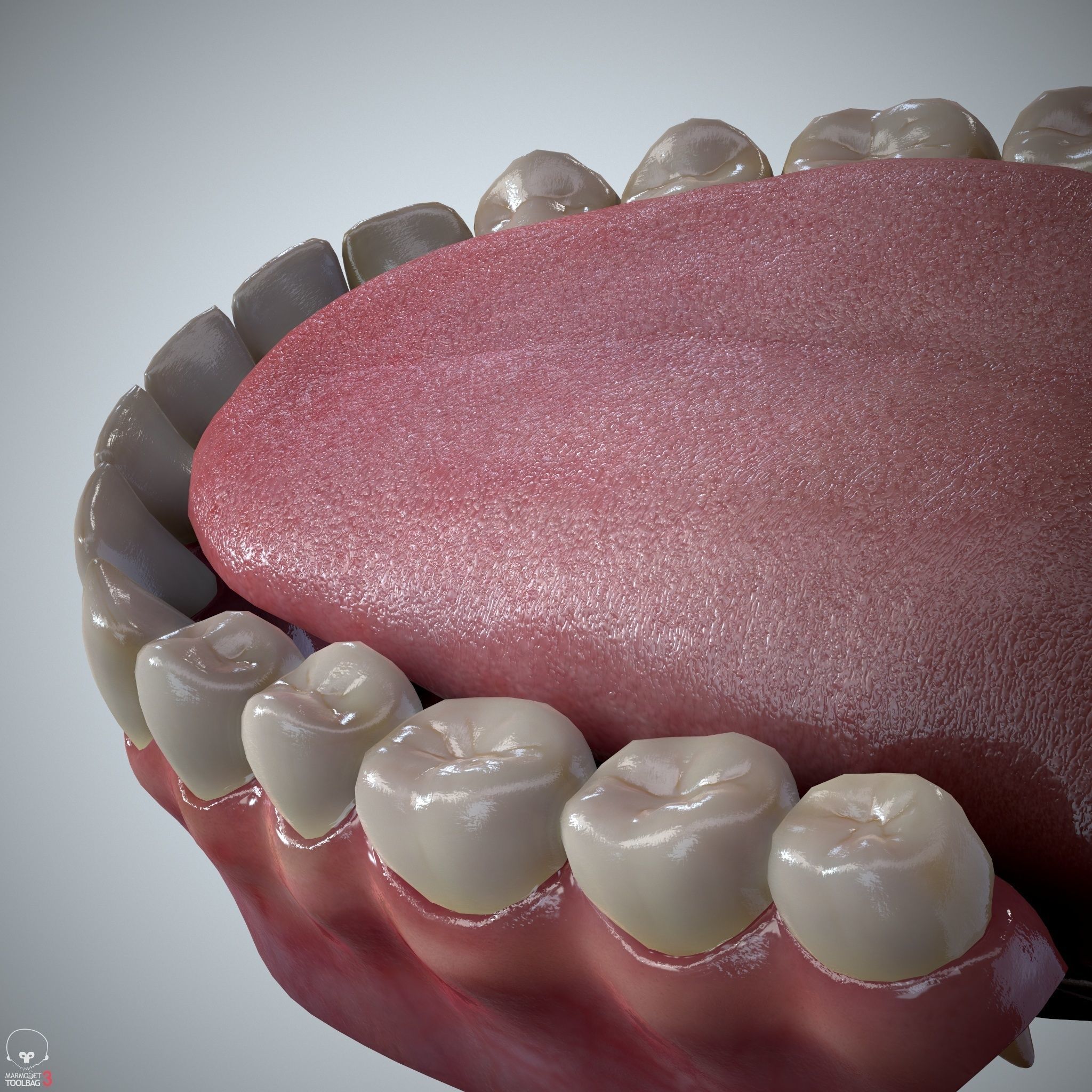 Teeth and Tongue Set Low-poly 3D model_12