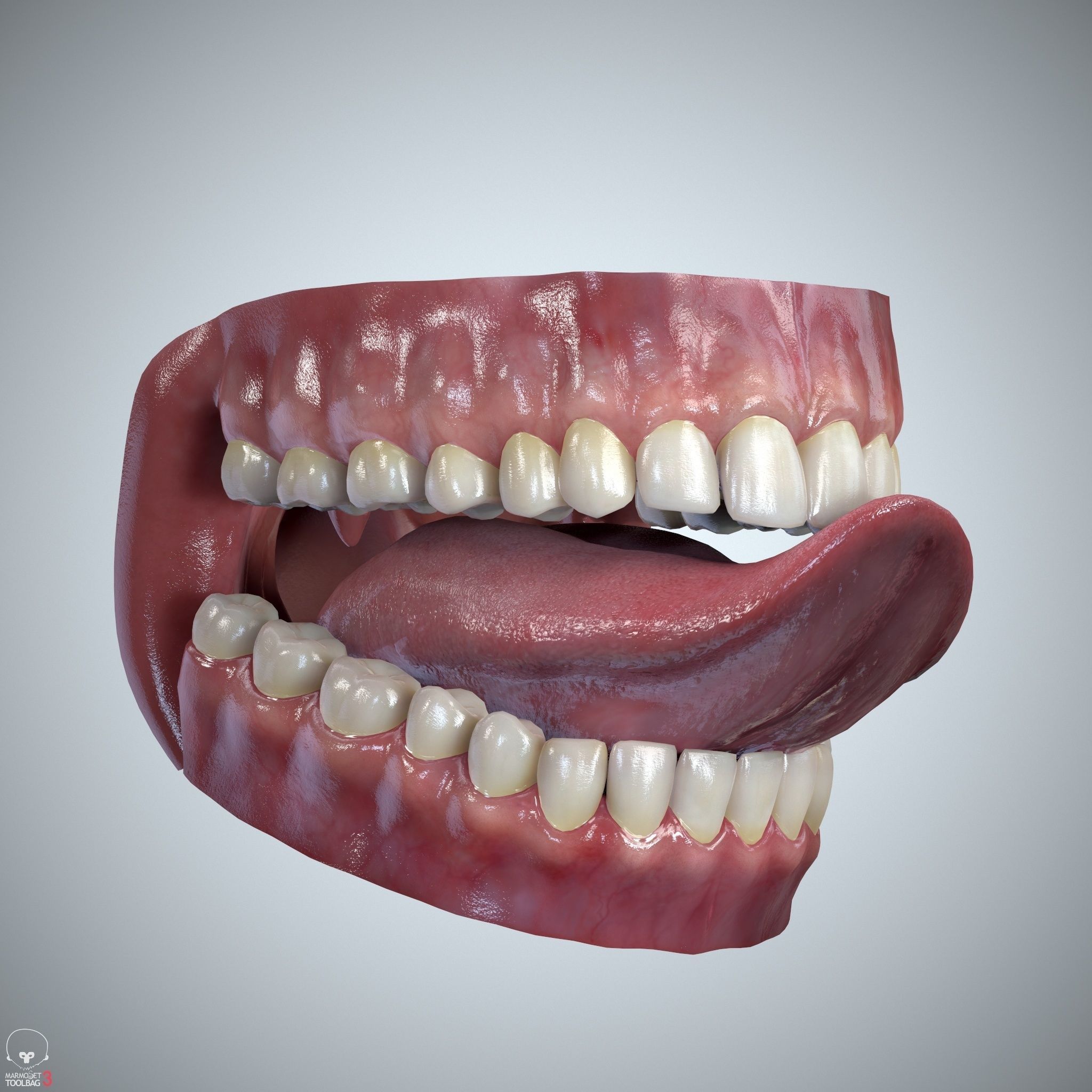 Teeth and Tongue Set Low-poly 3D model_27