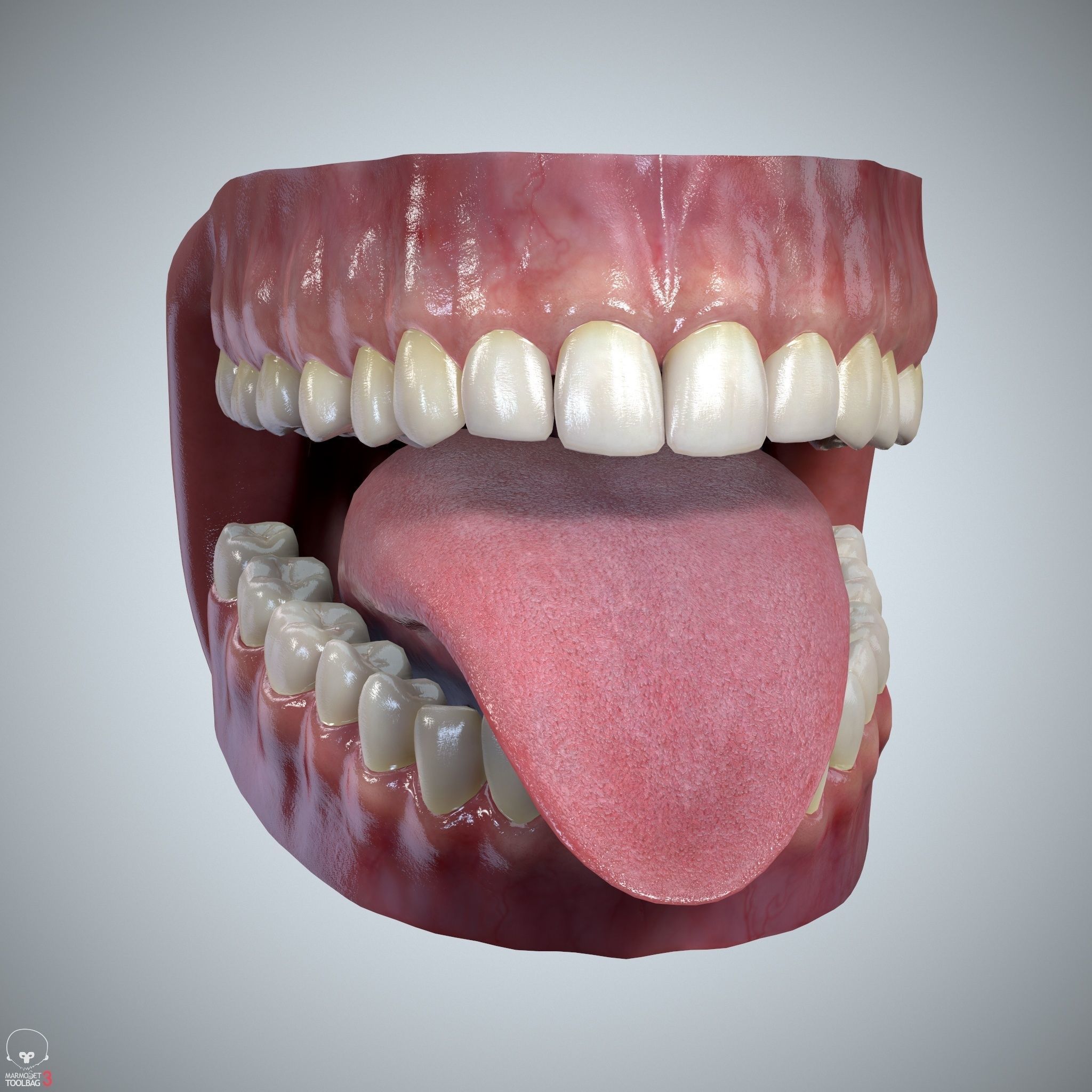 Teeth and Tongue Set Low-poly 3D model_29