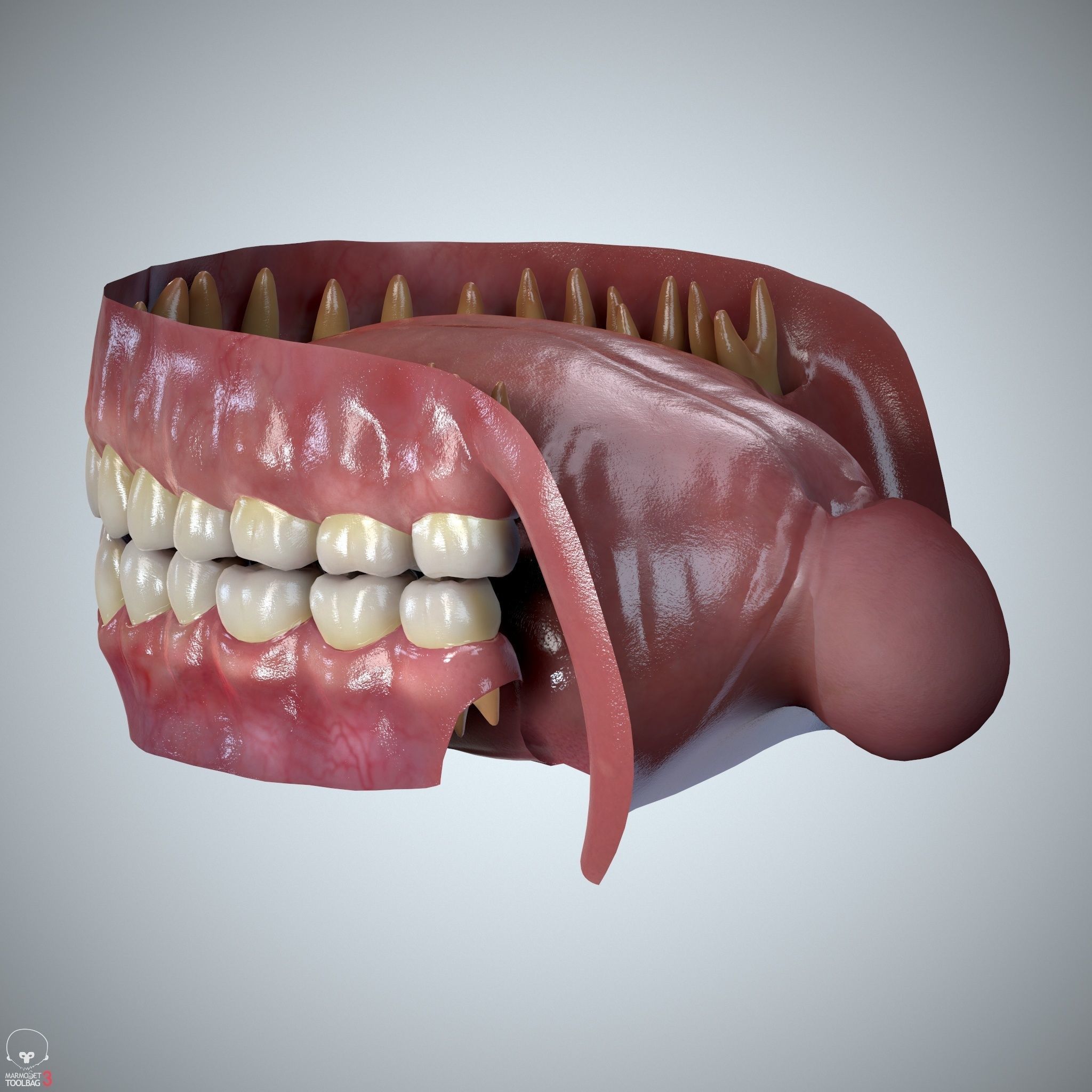 Teeth and Tongue Set Low-poly 3D model_19