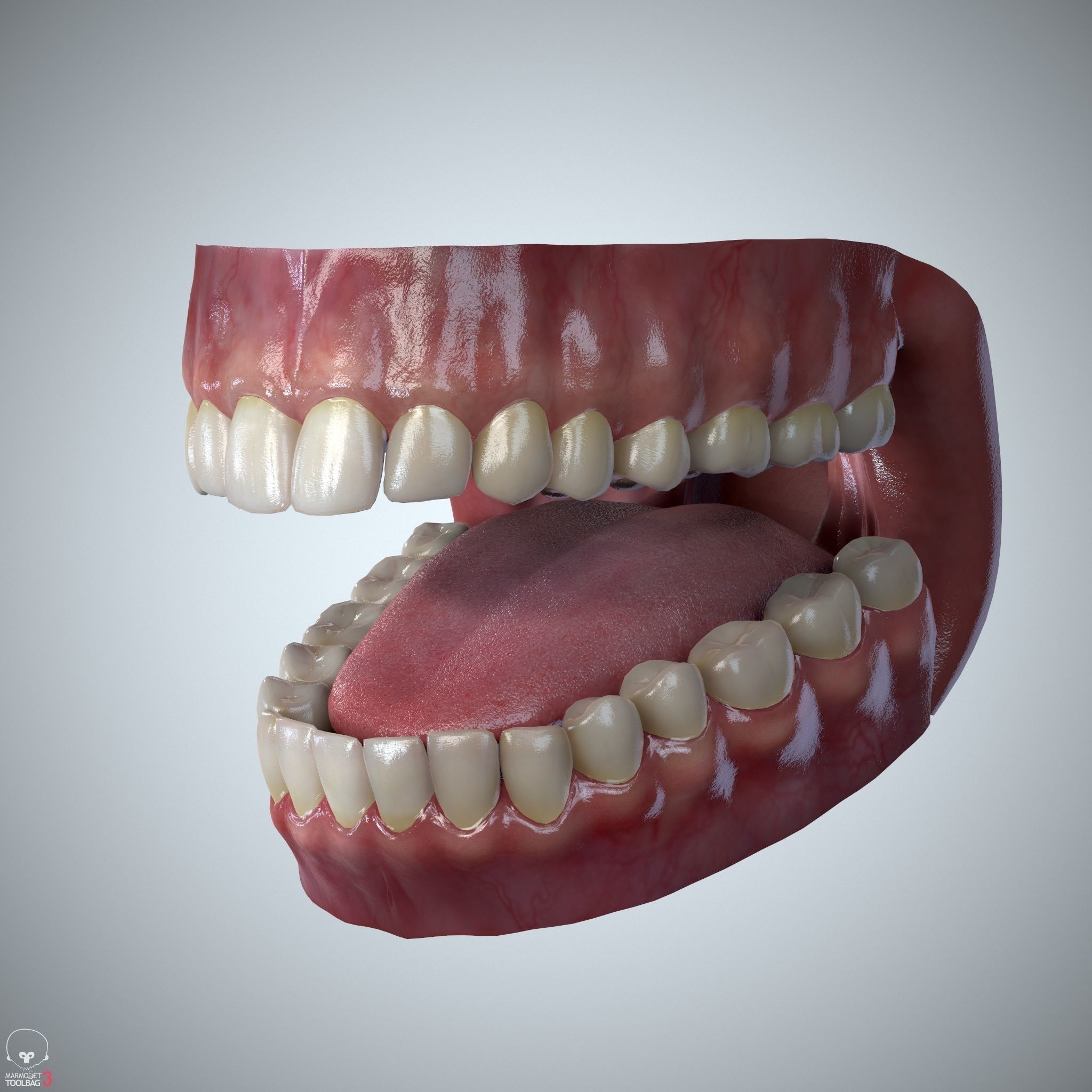 Teeth and Tongue Set Low-poly 3D model_15