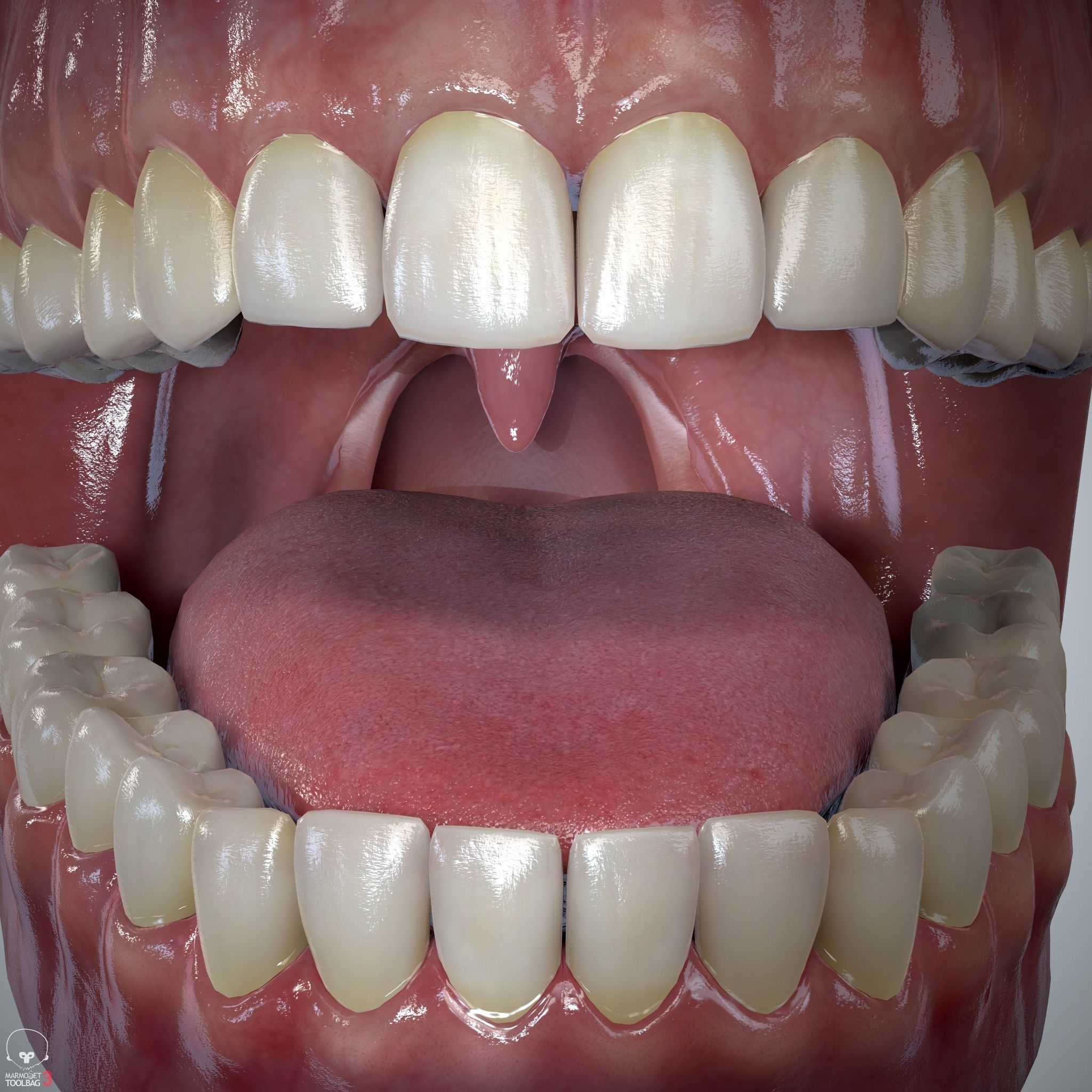 Teeth and Tongue Set Low-poly 3D model_14