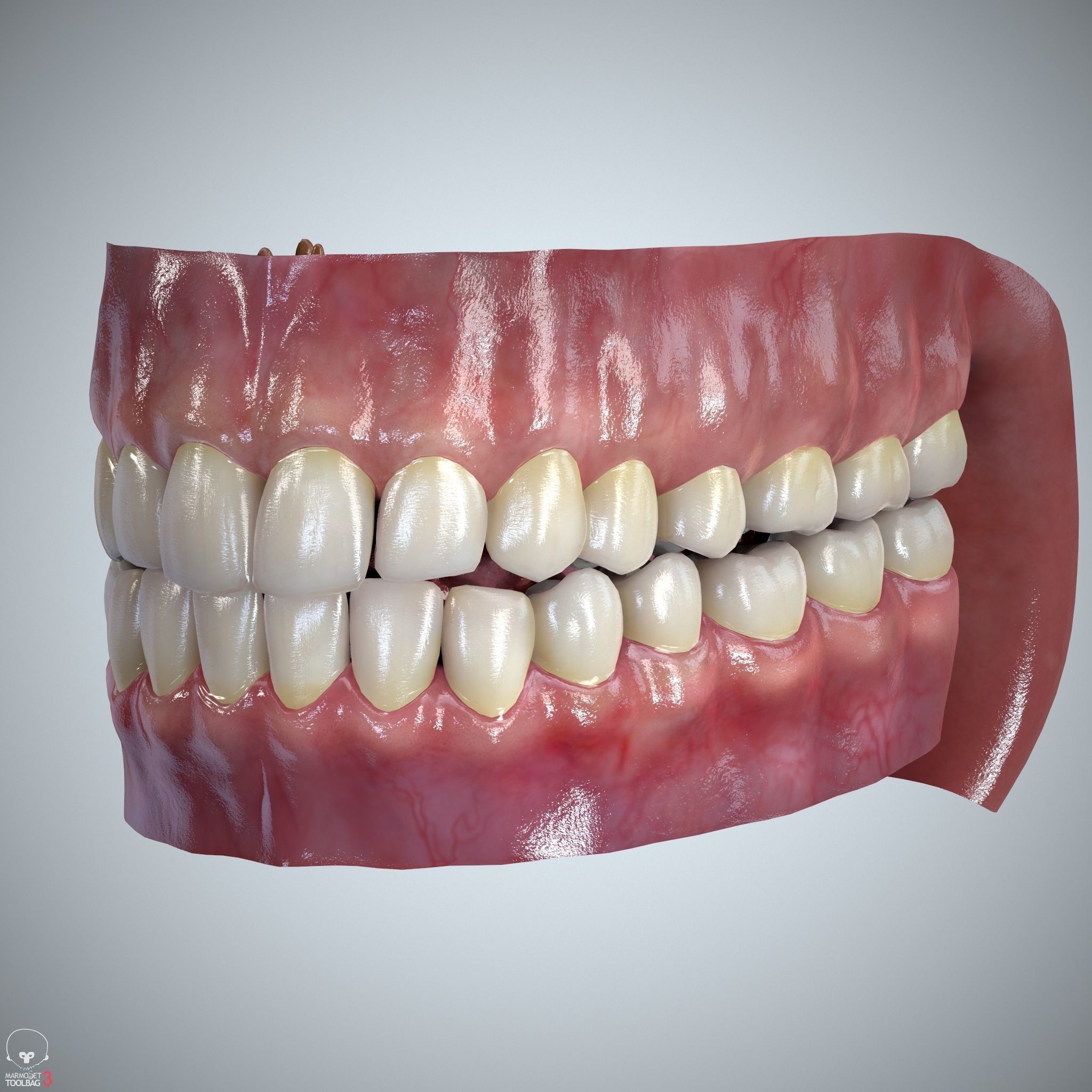 Teeth and Tongue Set Low-poly 3D model_17