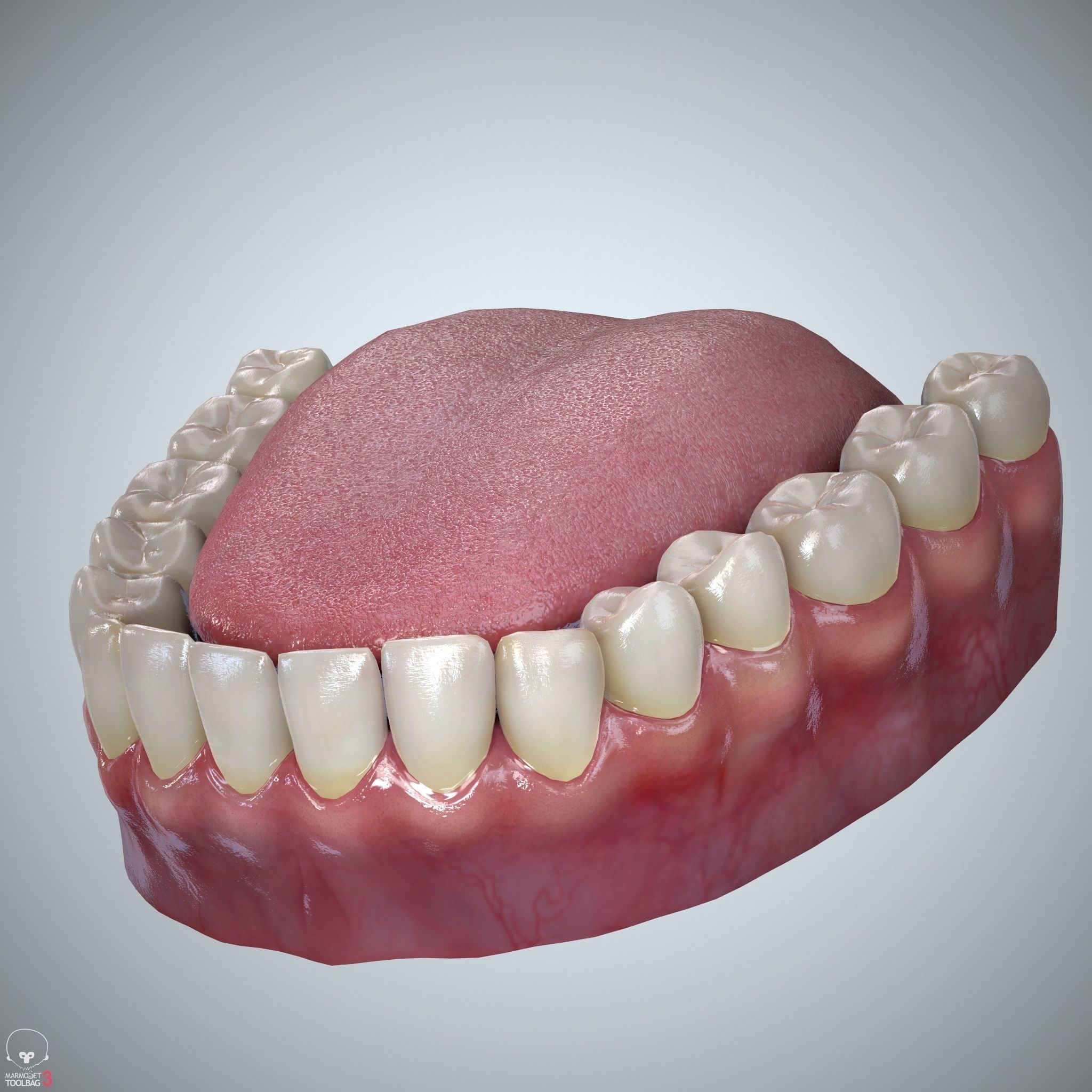 Teeth and Tongue Set Low-poly 3D model_11