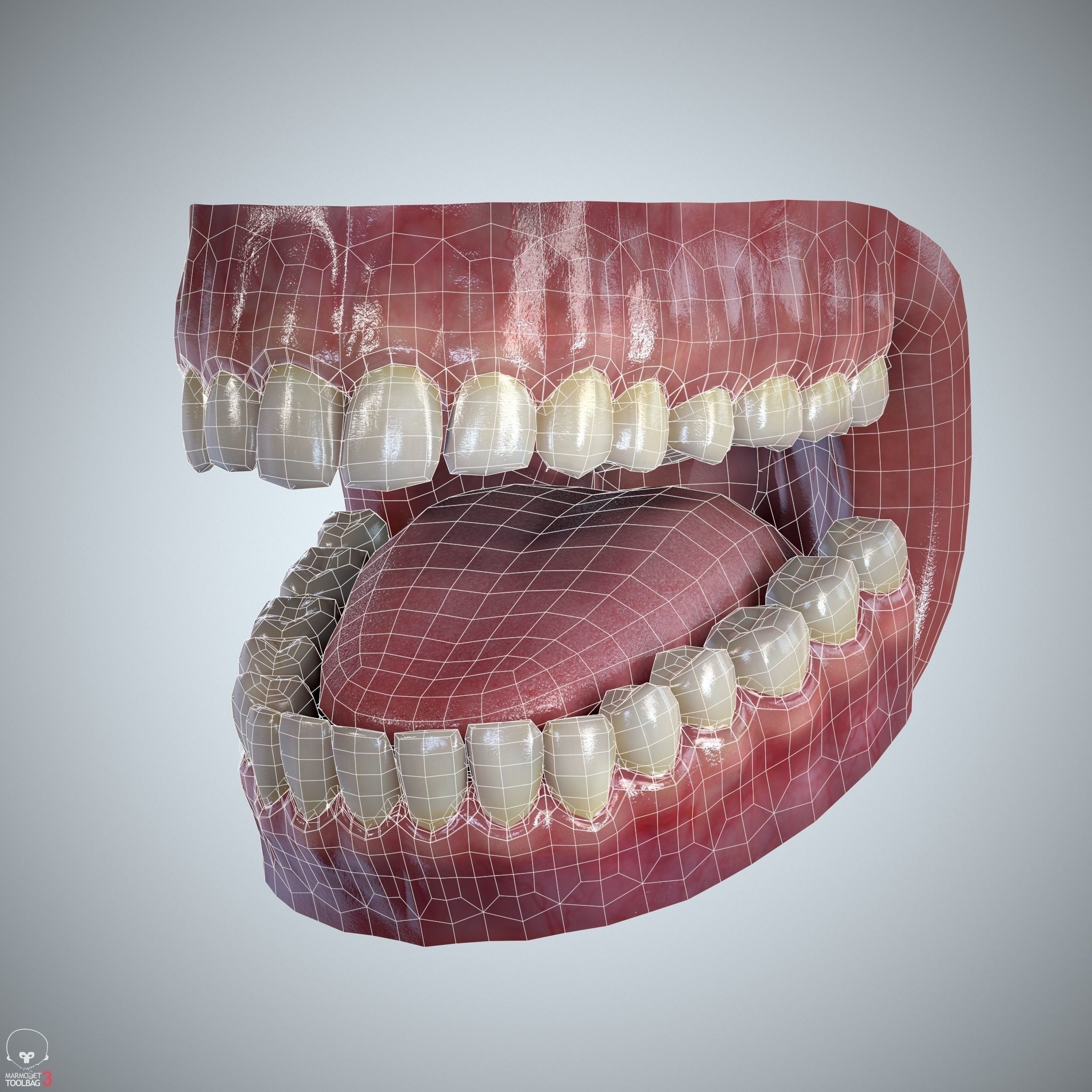 Teeth and Tongue Set Low-poly 3D model_8