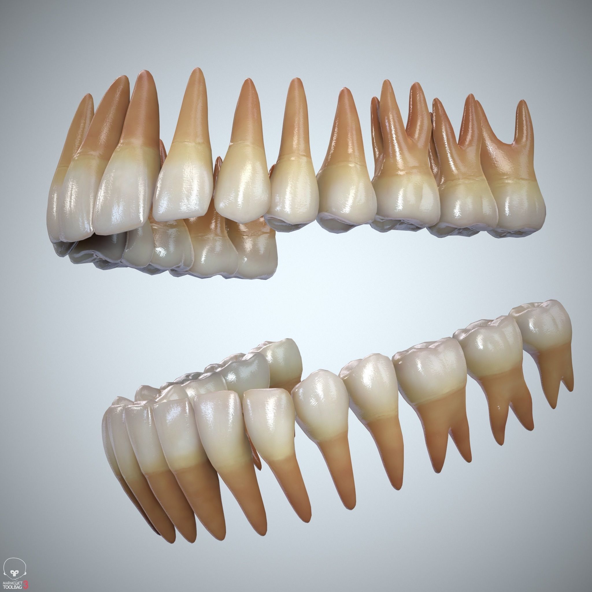 Teeth and Tongue Set Low-poly 3D model_23