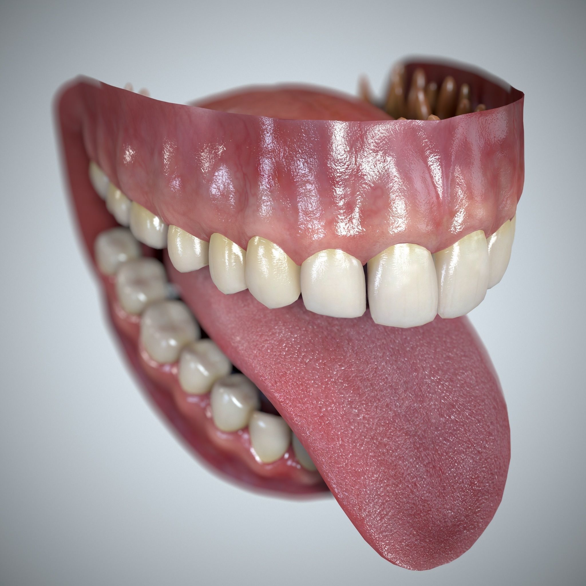 Teeth and Tongue Set Low-poly 3D model_31