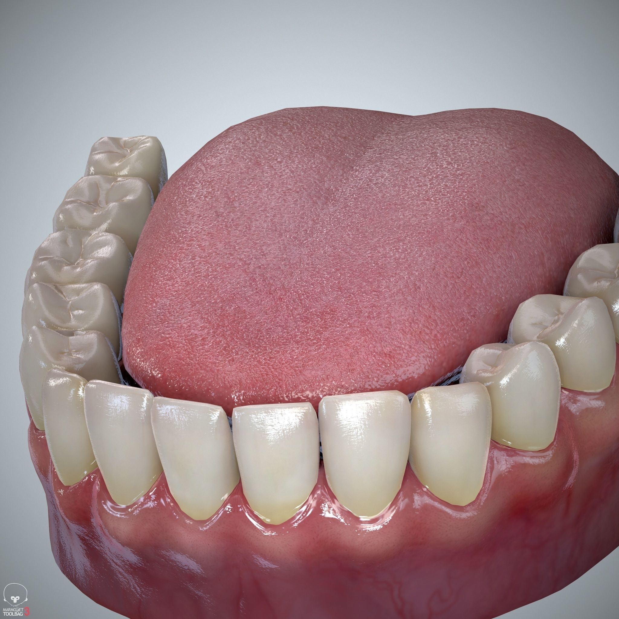 Teeth and Tongue Set Low-poly 3D model_13