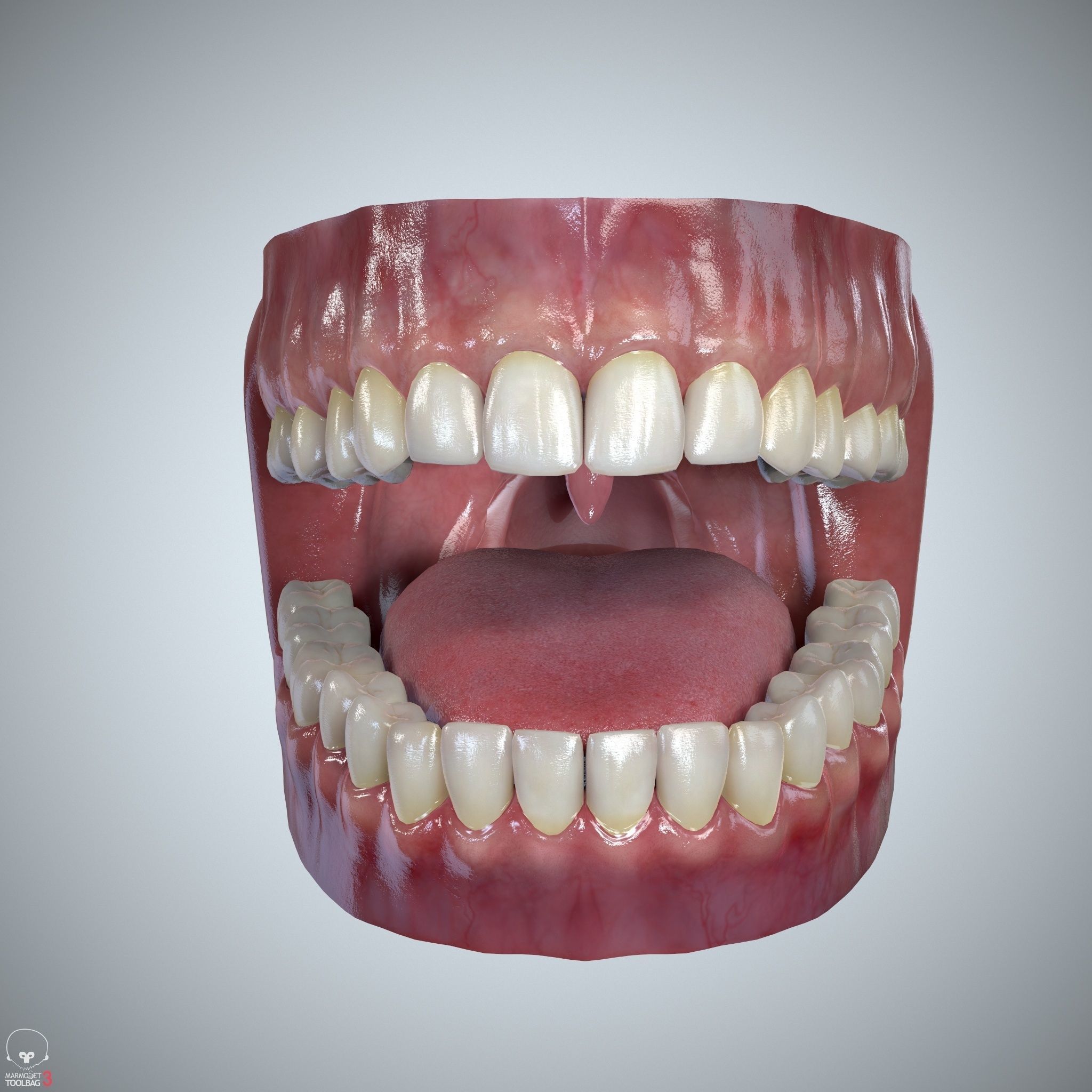 Teeth and Tongue Set Low-poly 3D model_4