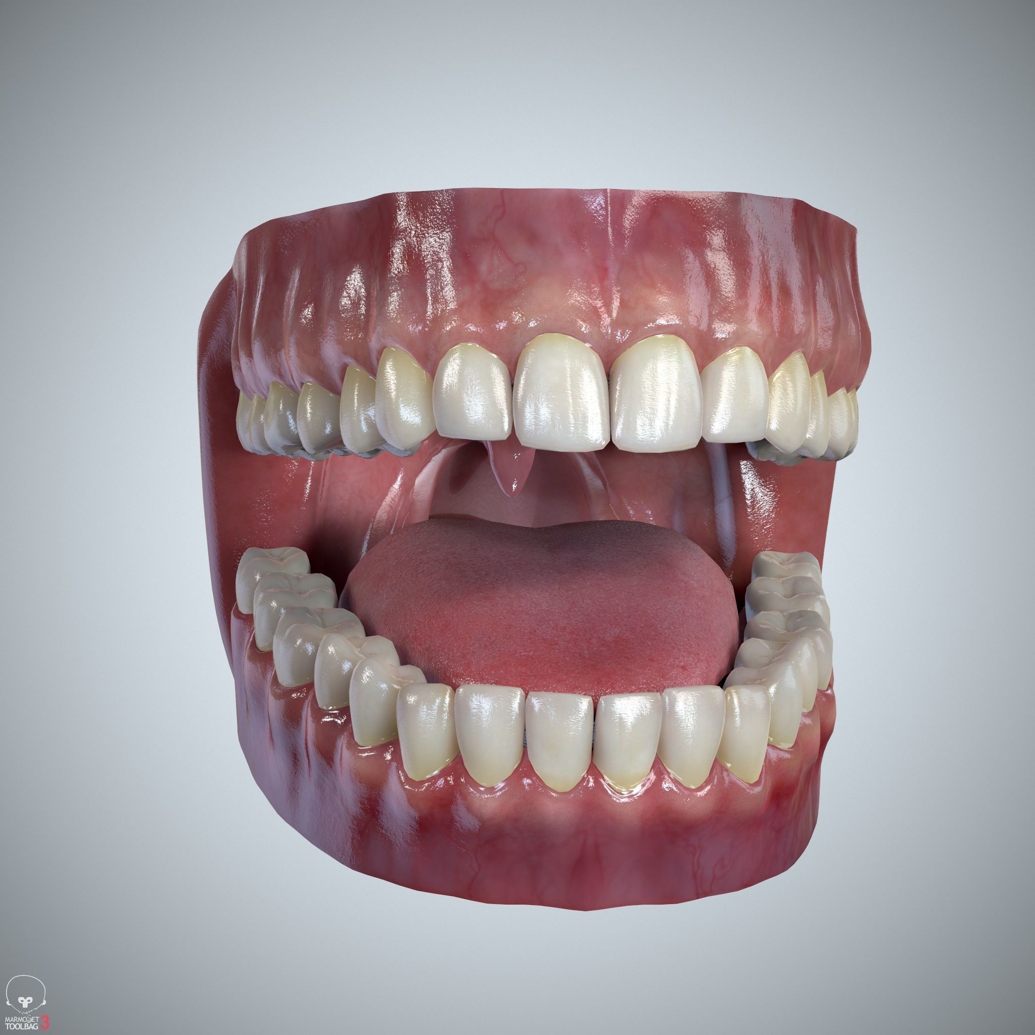 Teeth and Tongue Set Low-poly 3D model_3