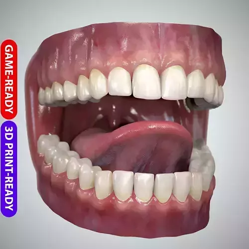 Teeth and Tongue Set Low-poly 3D model