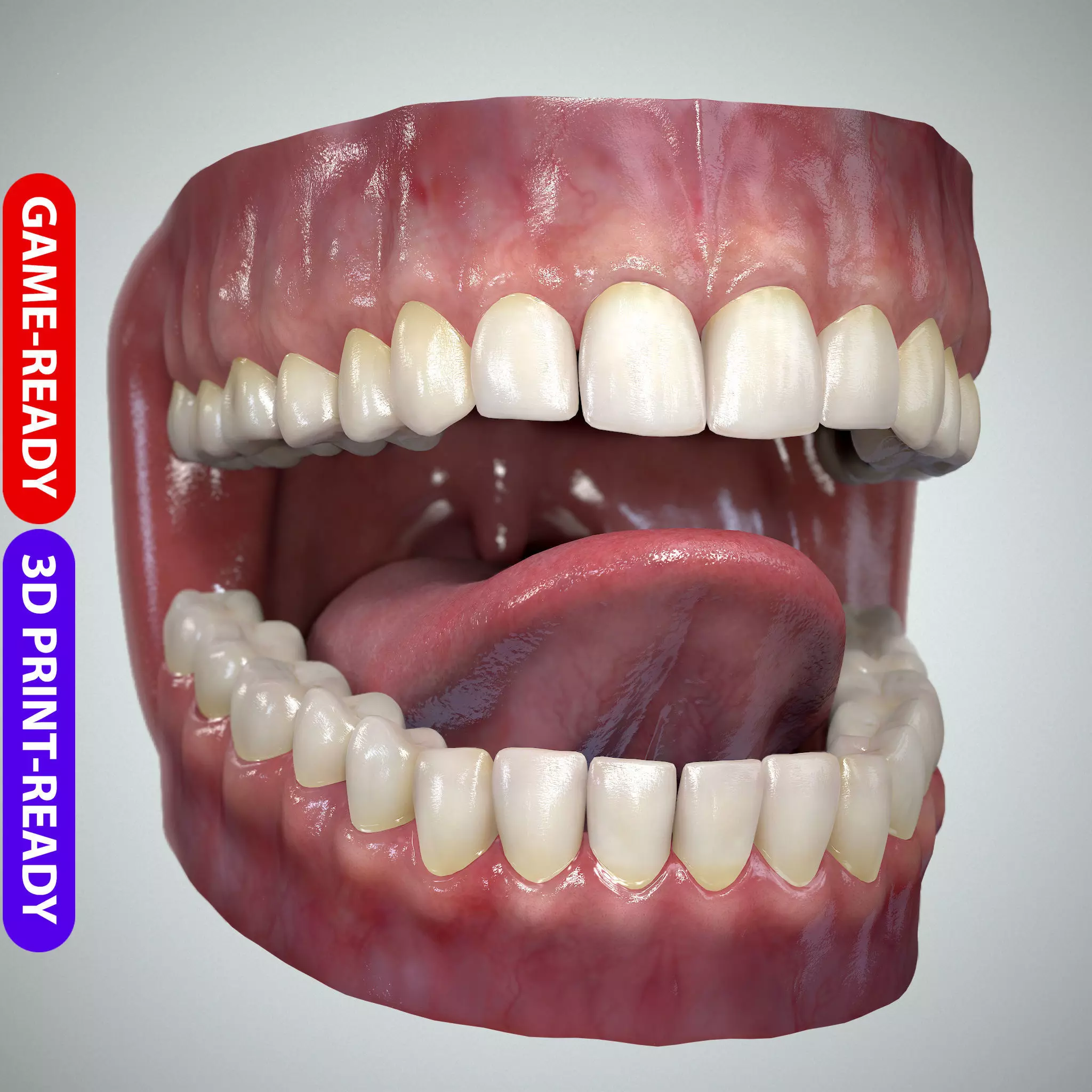 Teeth and Tongue Set Low-poly 3D model_0