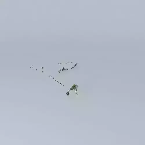 Trees of Admiralty Area