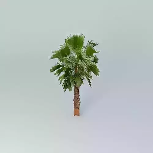 Californian Fan Palm Tree Free 3D model