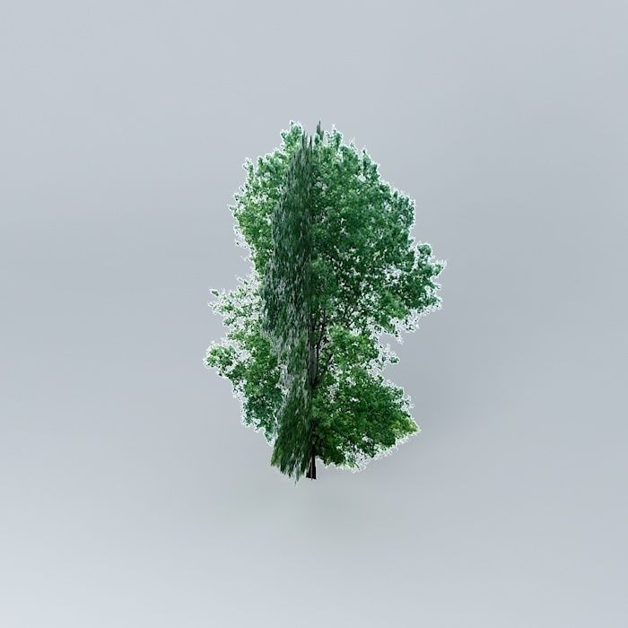 Bur Oak Tree Free 3D model_1