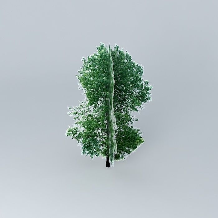 Bur Oak Tree Free 3D model_2