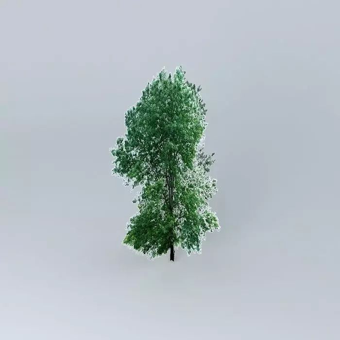 Bur Oak Tree Free 3D model_0
