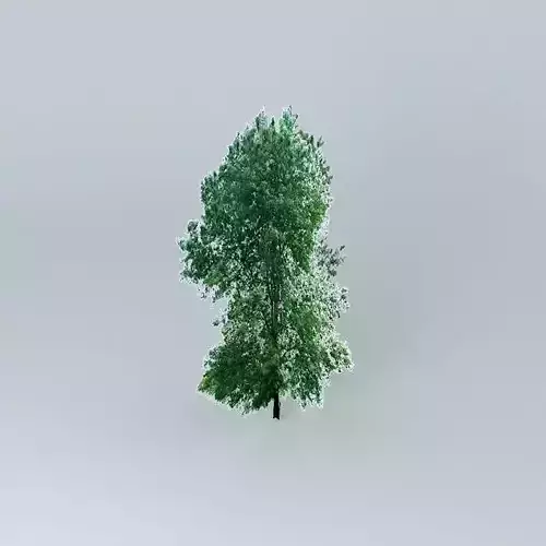 Bur Oak Tree Free 3D model