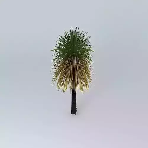 Australian Grass Tree Xanthorroea preissii 2