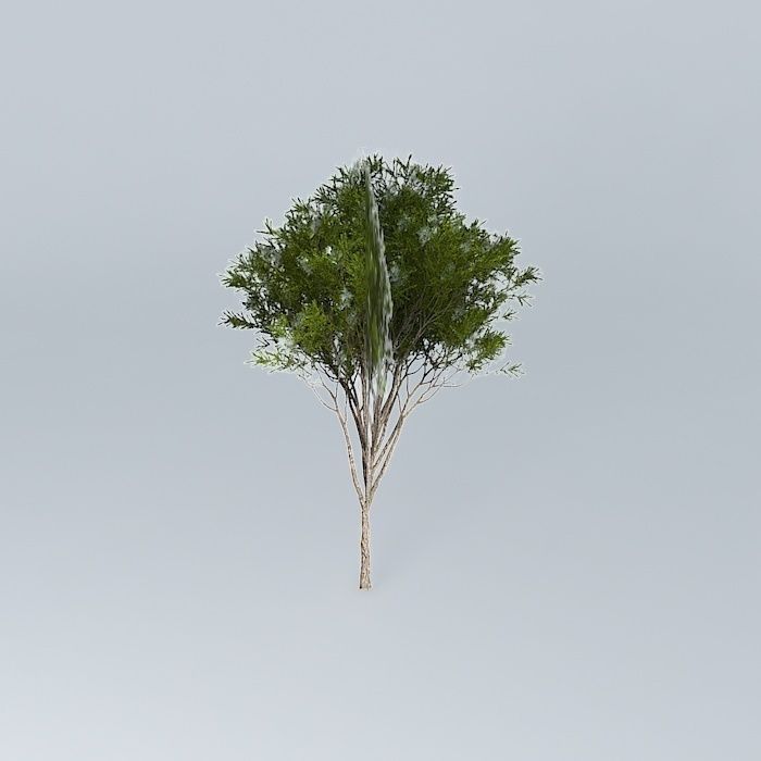 Australian Tea Tree Melaleuca alternifolia 1 Free 3D model_2