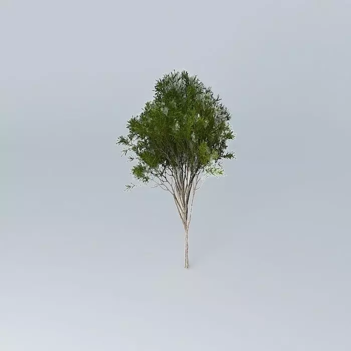 Australian Tea Tree Melaleuca alternifolia 1 Free 3D model_0