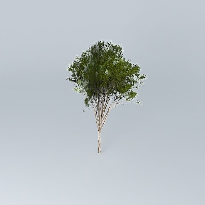 Australian Tea Tree Melaleuca alternifolia 1 Free 3D model_1