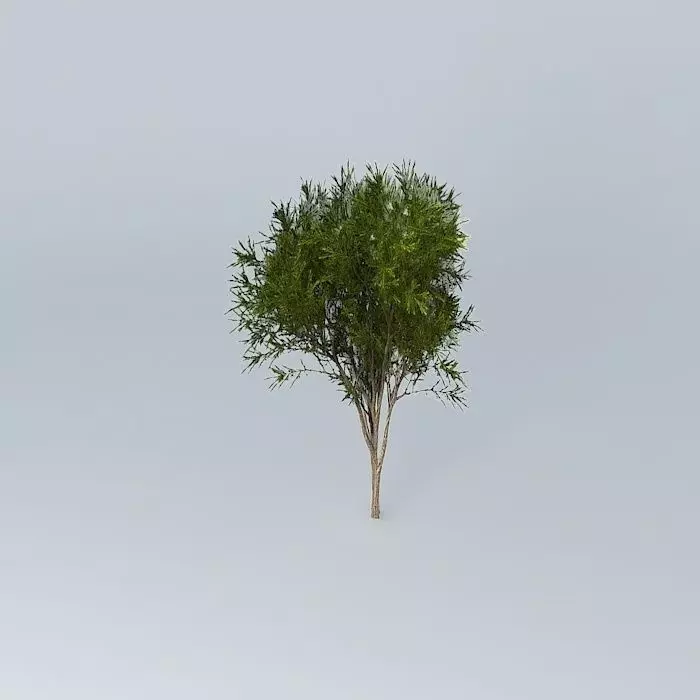 Australian Tea Tree Melaleuca alternifolia 3 Free 3D model