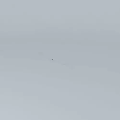 Surfing Skippy the Bush Kangaroo