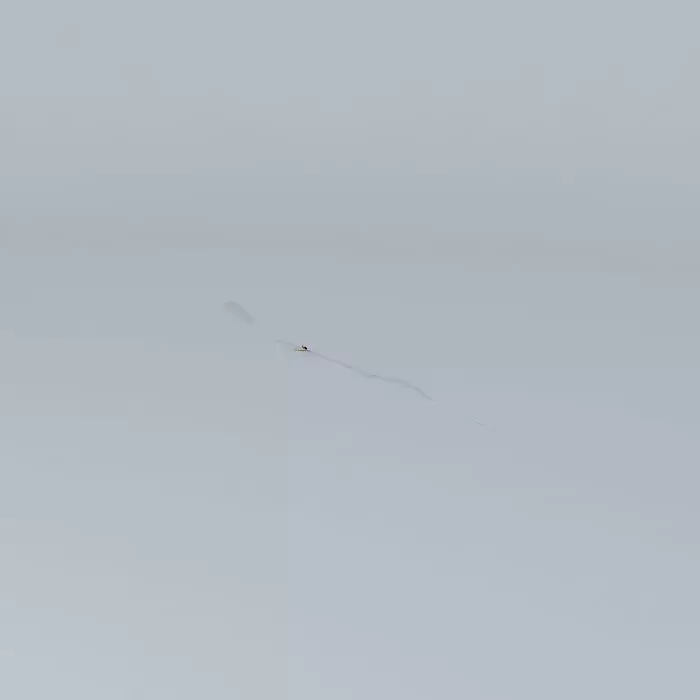 Surfing Skippy the Bush Kangaroo Free 3D model_0