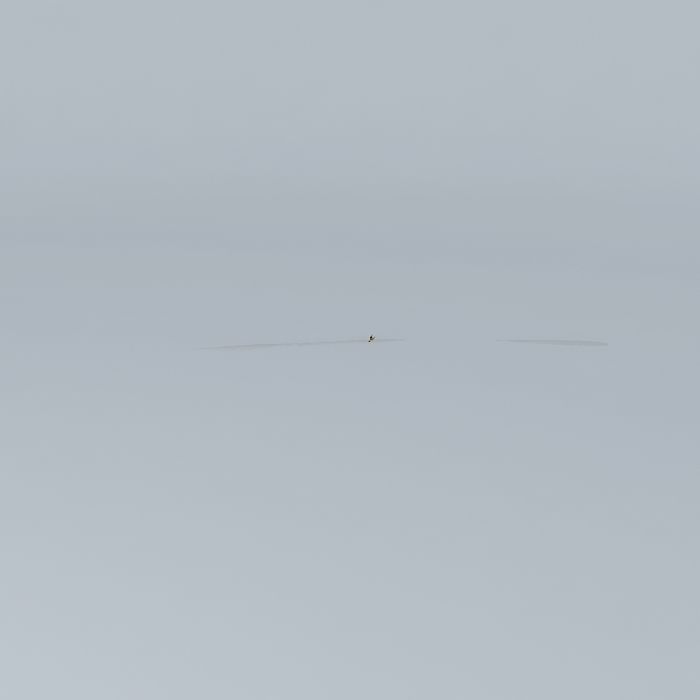 Surfing Skippy the Bush Kangaroo Free 3D model_2