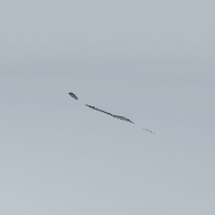 Surfing Skippy the Bush Kangaroo Free 3D model_3