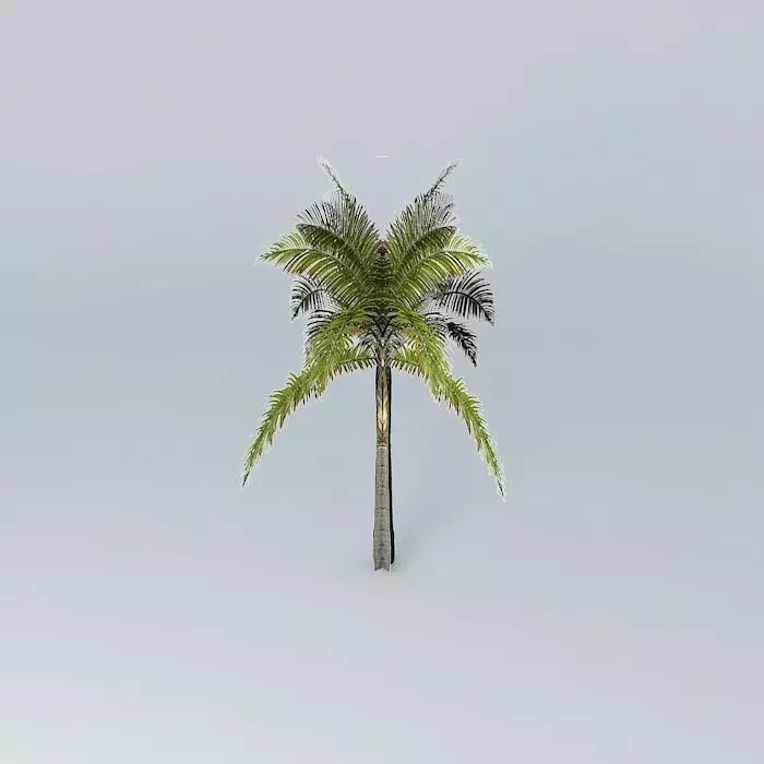 King Palm Archontophoenix alexandrae 02 Free 3D model