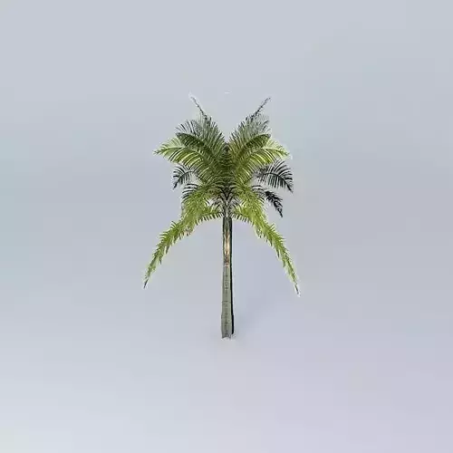 King Palm Archontophoenix alexandrae 02