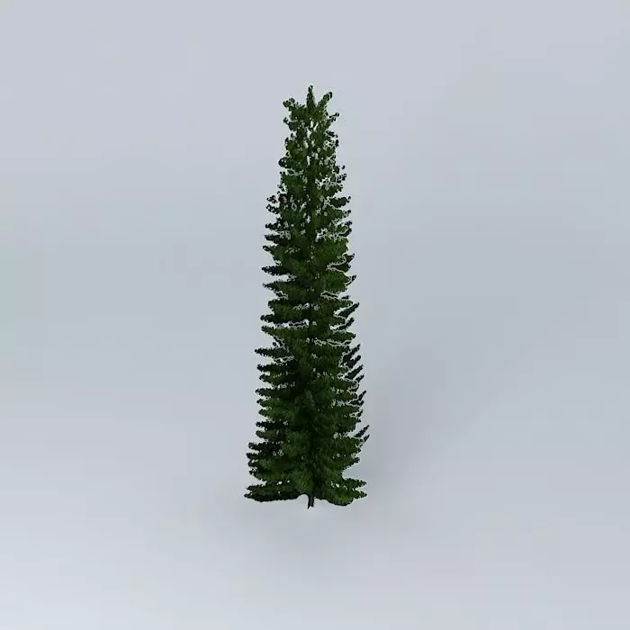 Norfolk Island Pine 3 Free 3D model_0