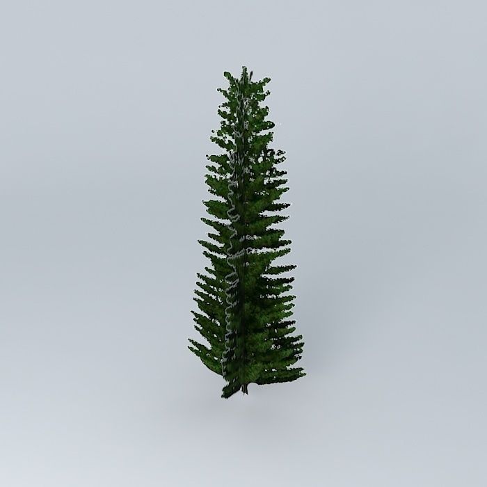 Norfolk Island Pine 3 Free 3D model_1
