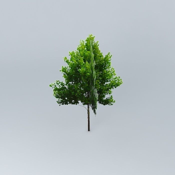 Tilia Cordata Free 3D model_2