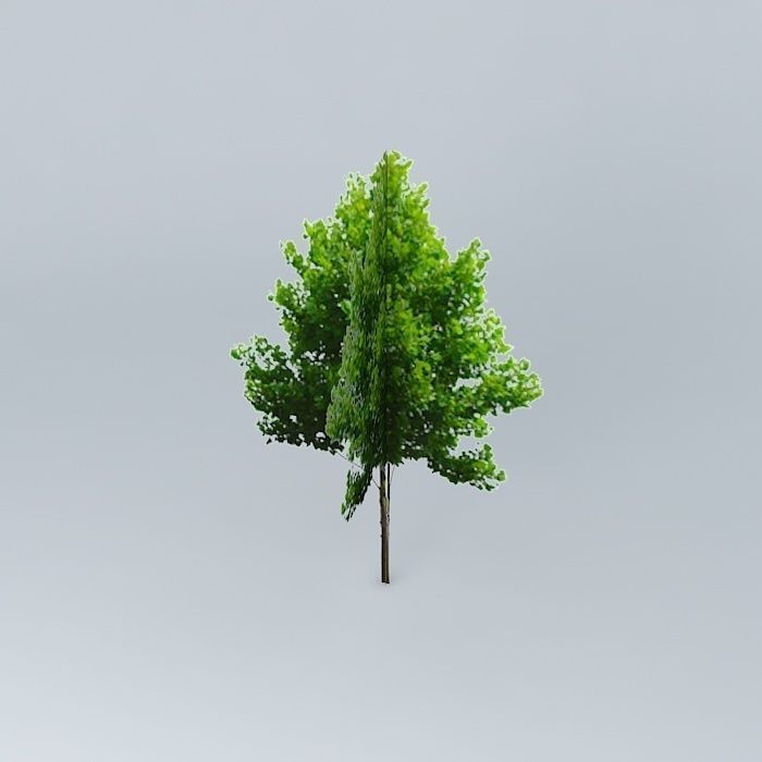 Tilia Cordata Free 3D model_1