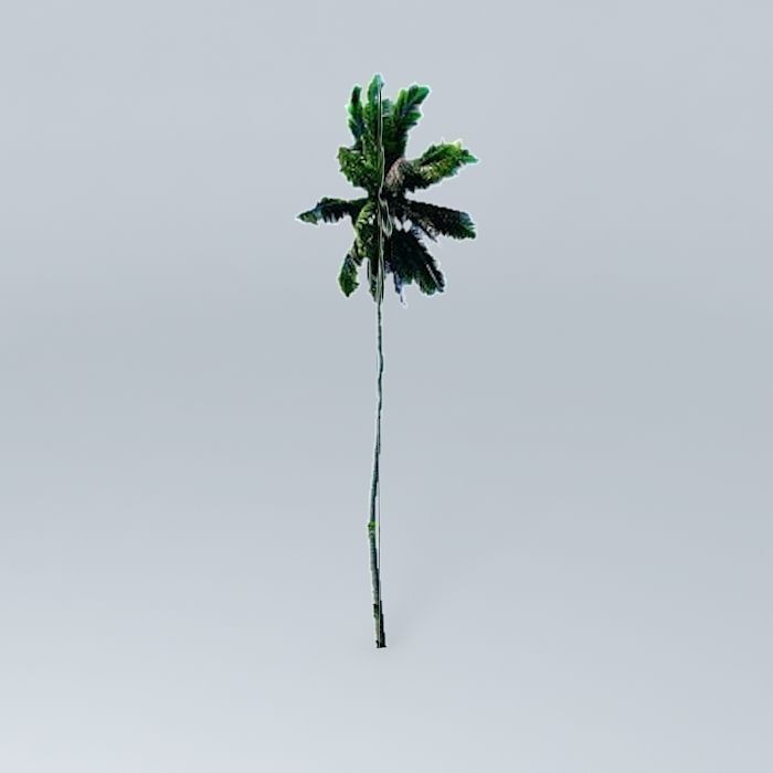Coconut Palm Tree Free 3D model_2