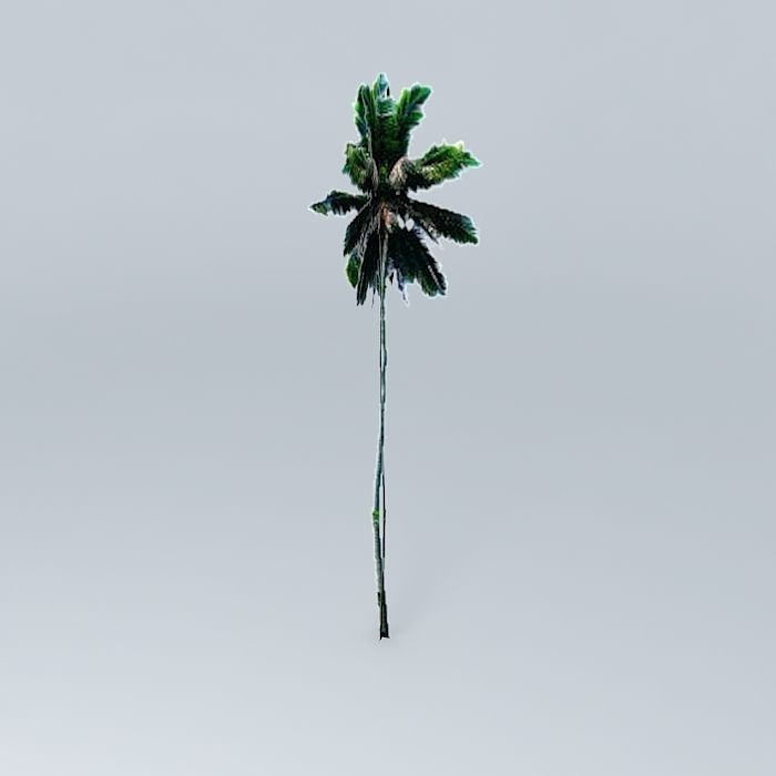 Coconut Palm Tree Free 3D model_1
