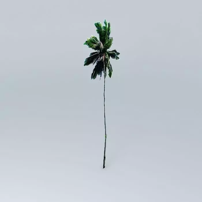 Coconut Palm Tree Free 3D model_0