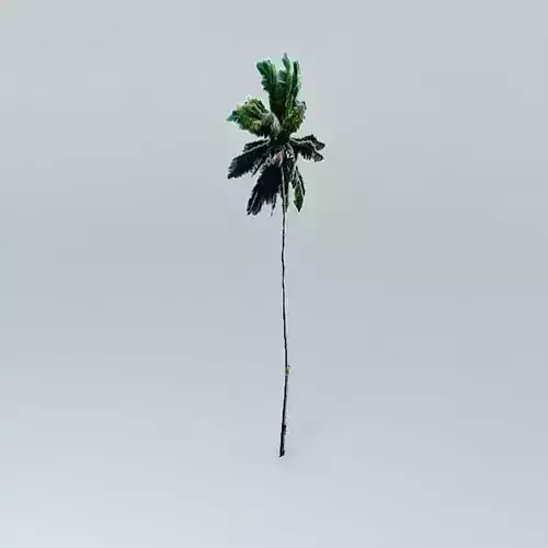Coconut Palm Tree