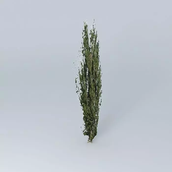 Black Poplar Tree Free 3D model