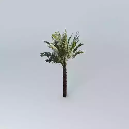 Date Palm Tree