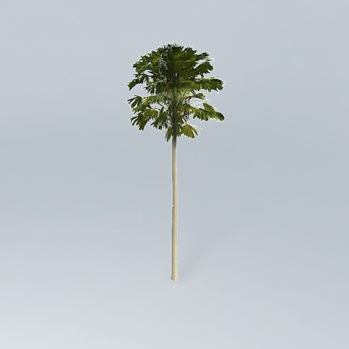 Australian Cabbage Palm Livistona australis 2 Free 3D model_1