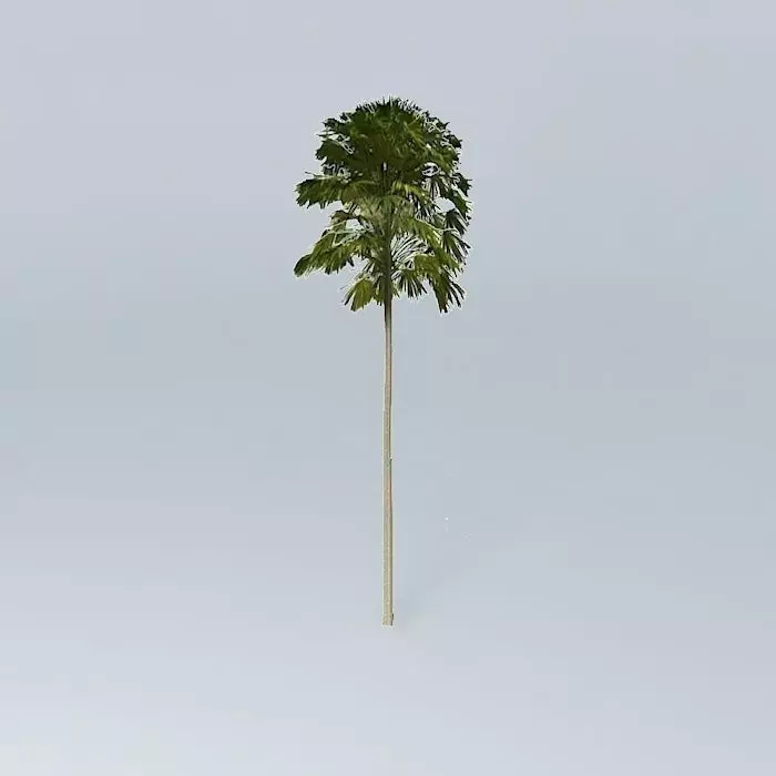 Australian Cabbage Palm Livistona australis 2 Free 3D model_0